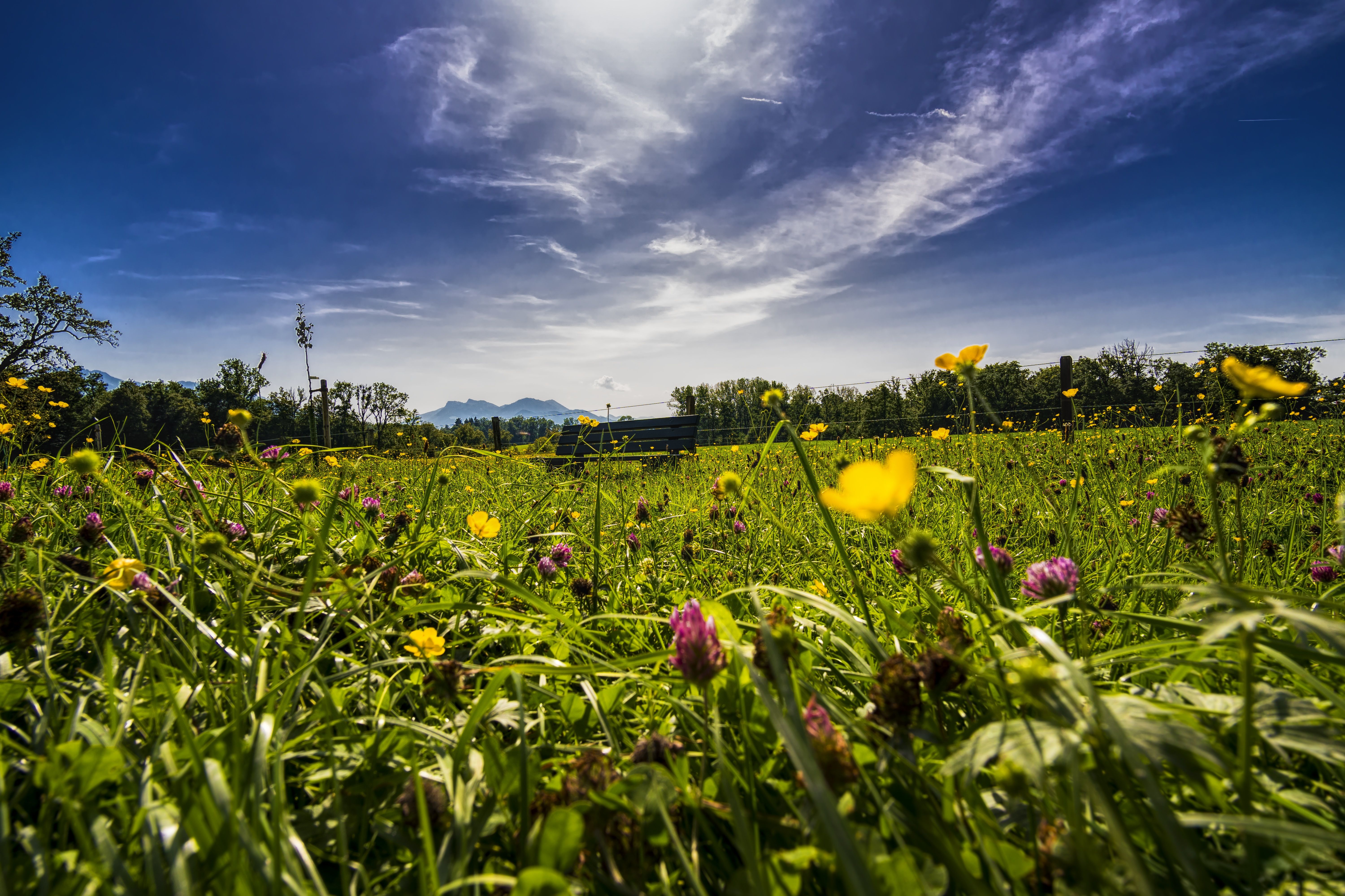 Blumen 10